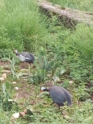 Helmeted Guineafowl
