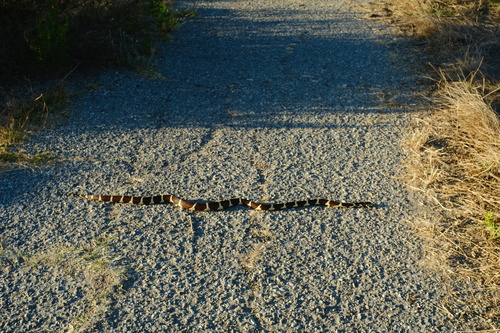 iNaturalist observation photo of California King Snake
