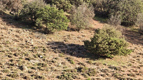 Aoudad