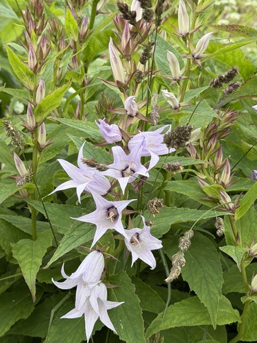 Giant Bellflower