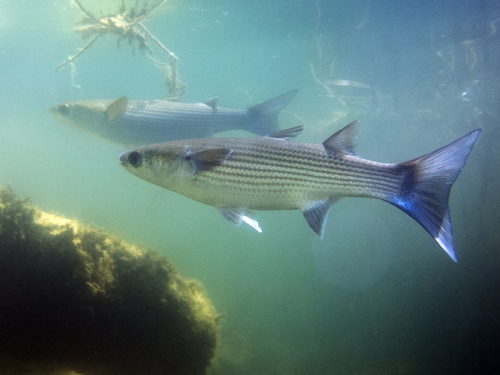 Thinlip Mullet