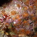Jewel anemone