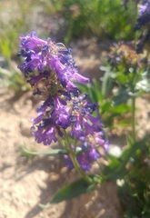 Penstemon washingtonensis