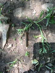 Malacosoma americana