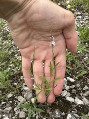 Verbena simplex, photograph (c) Jacob Weston, some rights reserved (CC BY)