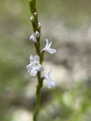 Verbena simplex, photograph (c) Jacob Weston, some rights reserved (CC BY)