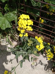 Brassica napus napus