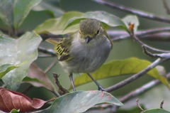 Zimmerius albigularis