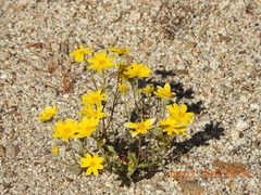 Eriophyllinae