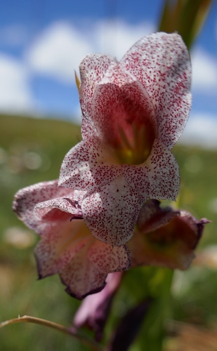Image of Gladiolus ecklonii by (c) Suvarna Parbhoo Mohan, some rights reserved (CC BY-SA)