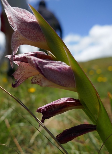 Image of Gladiolus ecklonii by (c) Suvarna Parbhoo Mohan, some rights reserved (CC BY-SA)