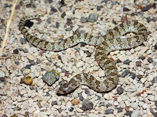 Chihuahuan Hook-nosed Snake