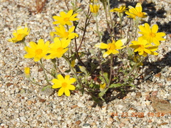 Eriophyllinae
