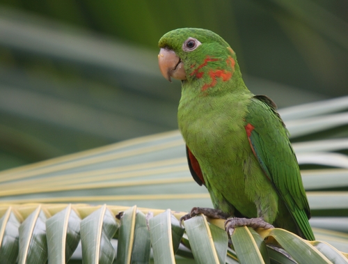 White-eyed Parakeet