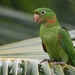 White-eyed Parakeet - Photo (c) Wagner Machado Carlos Lemes, some rights reserved (CC BY)