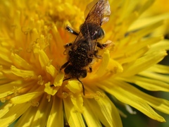 Andrena hippotes