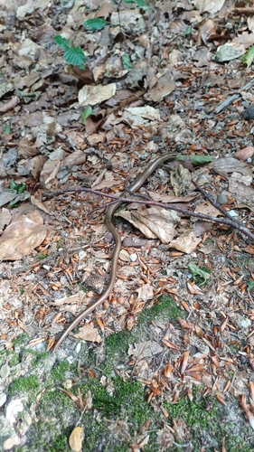 Common Slowworm