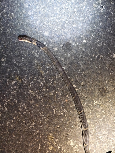 Chinese Cobra