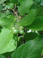 Celticecis oviformis