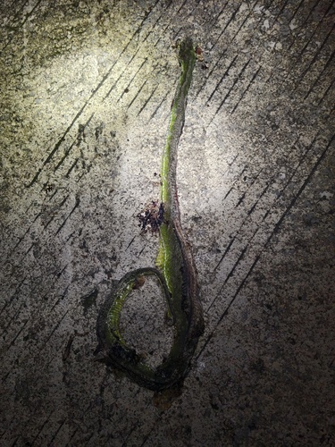 Chinese Green Tree Viper