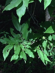 Celticecis oviformis