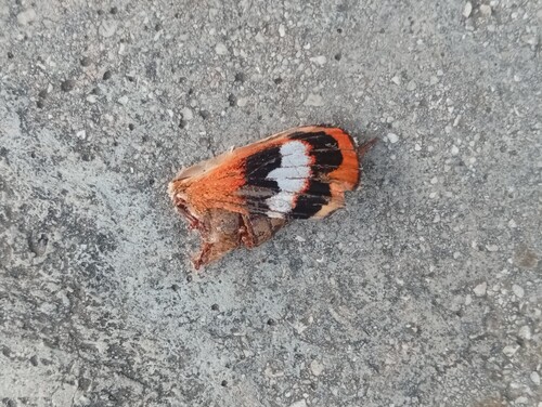 Palm Moth