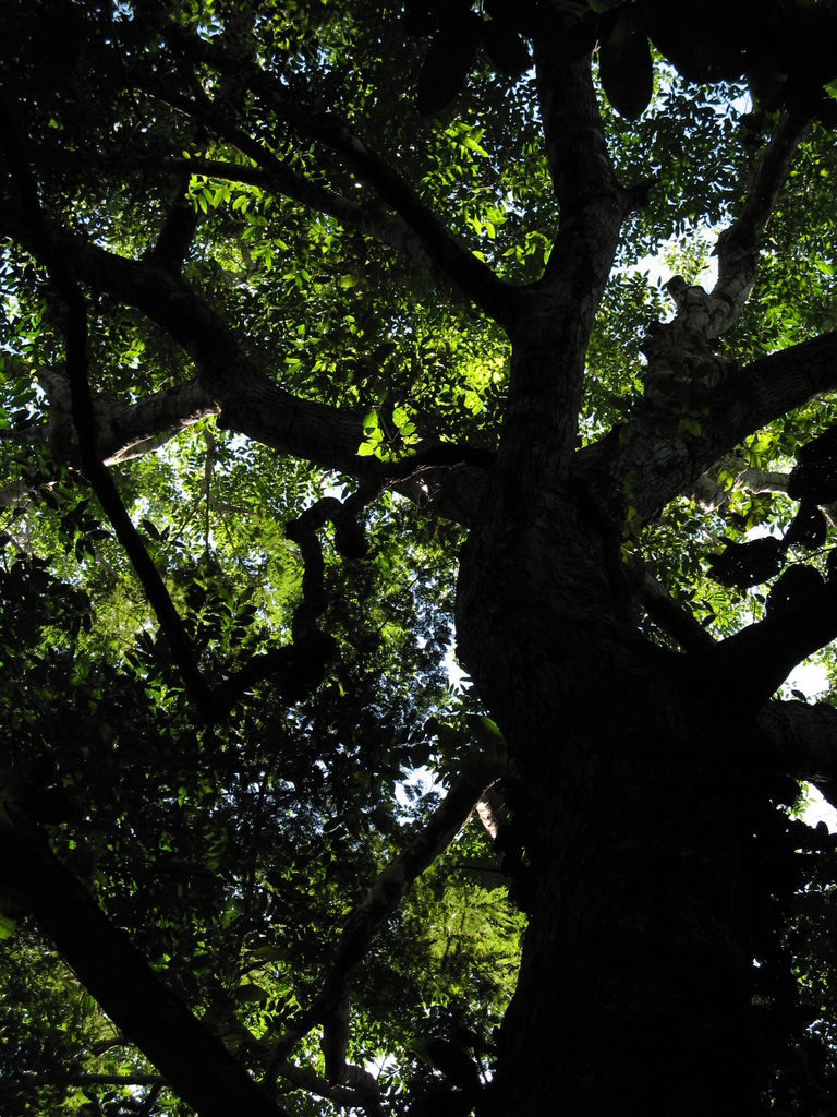 Goupia glabra