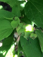 Celticecis oviformis