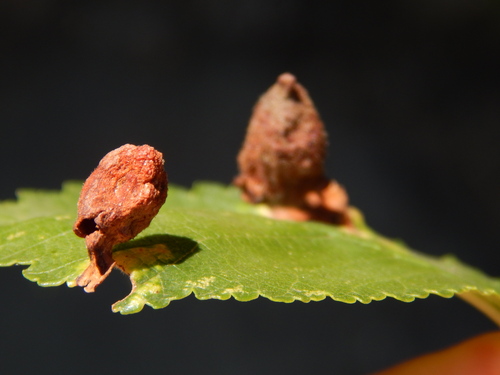 Elm Sack Gall Aphid