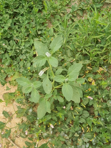 European heliotrope