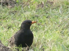 Turdus merula