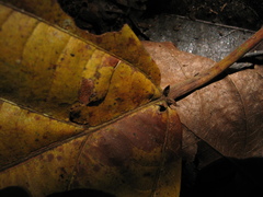 Aparisthmium cordatum