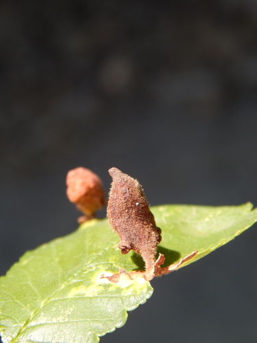 Rice Root Aphid