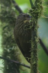 Syndactyla subalaris