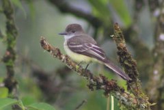 Myiarchus tuberculifer