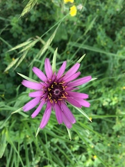 Tragopogon porrifolius