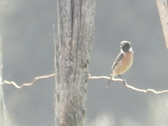 Saxicola rubicola