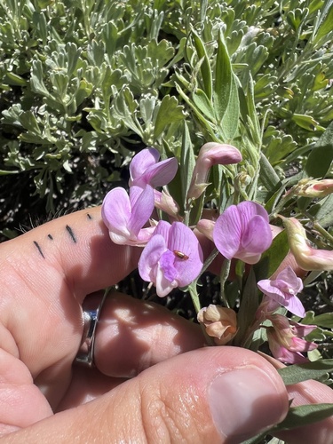 Lathyrus nevadensis observed 2026-06-20