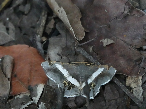 Chiasmia eleonora