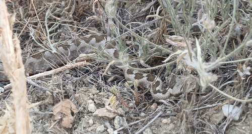 eastern long-nosed viper