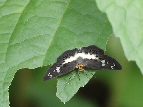 Common Yellow-breasted Flat