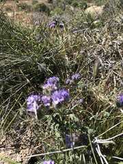Phacelia tanacetifolia
