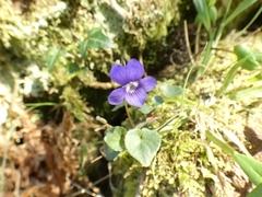 Viola × melissifolia