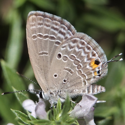 Plains Cupid