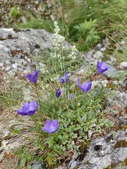 Campanula carpatica, photograph (c) xulescu_g, some rights reserved (CC BY-SA)