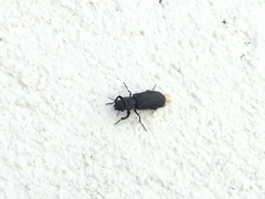 Coleoptera