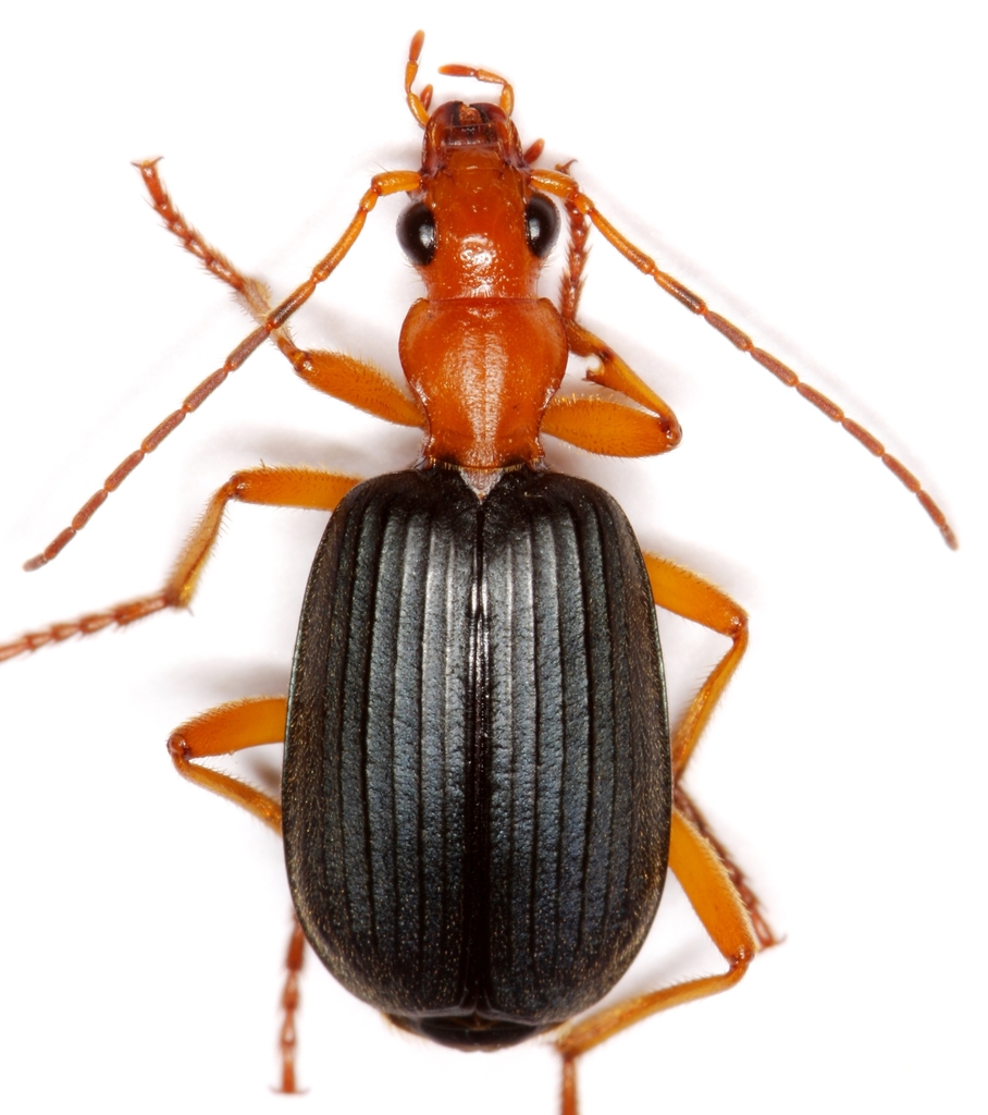 Brachinus tenuicollis