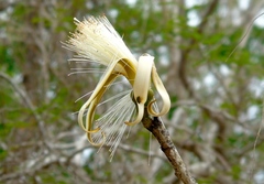 Pseudobombax palmeri