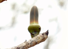 Pseudobombax palmeri