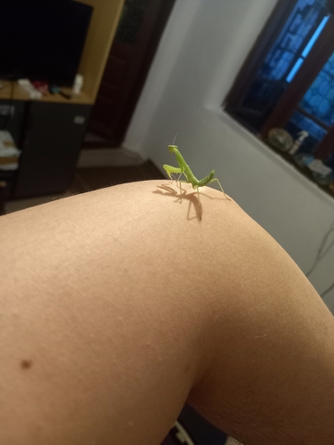 Transcaucasian Giant Mantis